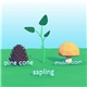 pine voc - Pine Cone, Sapling & Mushroom